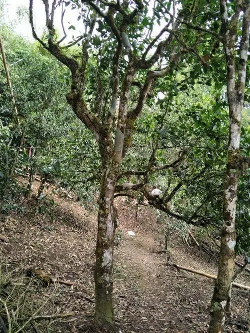 2021年巴達(dá)山章朗古樹秋茶價格？