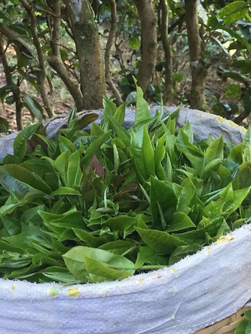 2021年巴達山章朗古樹秋茶多少錢一公斤？