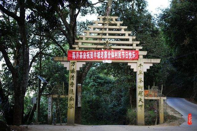 2021年南糯山半坡老寨古樹秋茶價(jià)格？