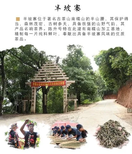 2021年南糯山半坡老寨古樹秋茶品鑒！