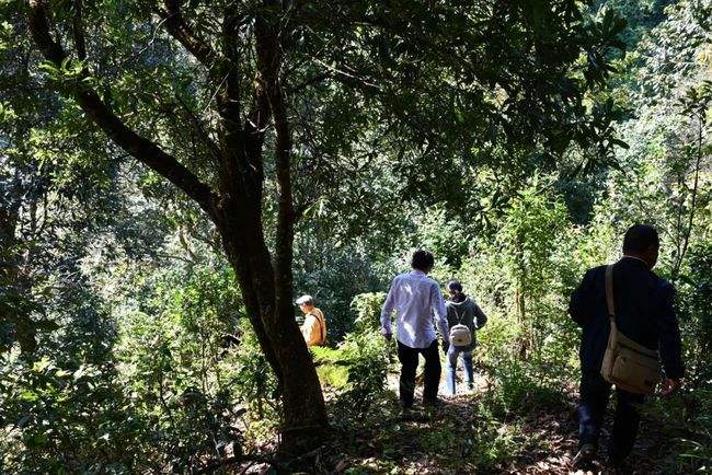 2021年南糯山拔瑪老寨古樹秋茶特點(diǎn)是什么？