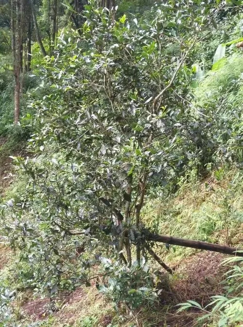 2022年須立貢茶古茶山詳解！