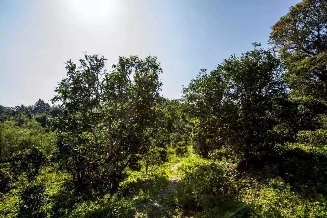 2022年迷帝古樹(shù)春茶多少錢一公斤？