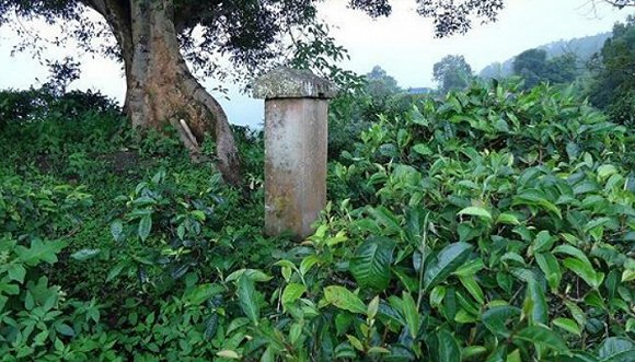 2022年迷帝古樹(shù)春茶價(jià)格？