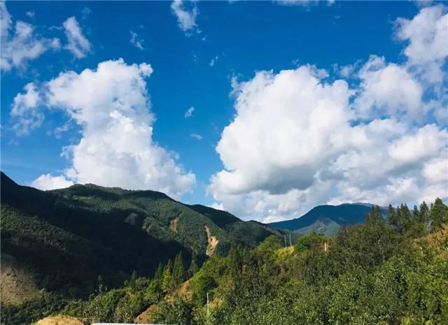 2022年景谷黃草壩古樹(shù)春茶多少錢(qián)一公斤？