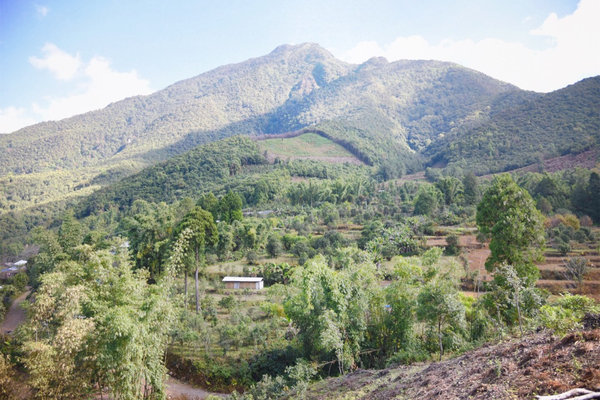 2022年景谷黃草壩古樹春茶價(jià)格？