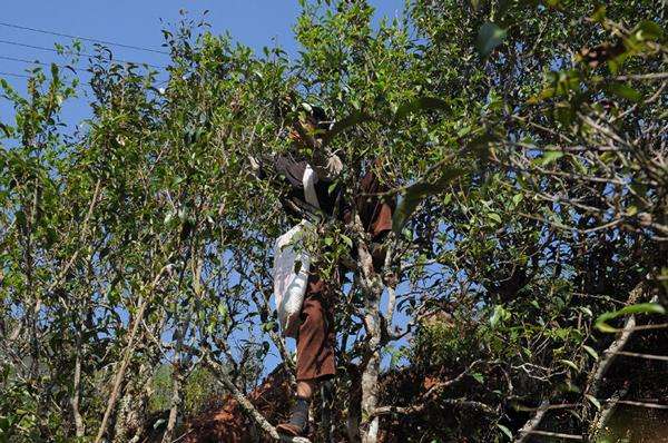 2022年景谷黃草壩古樹春茶品鑒實(shí)錄！