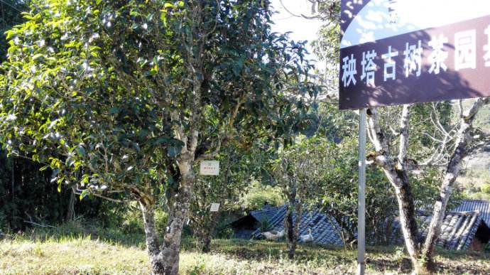 2022年景谷秧塔古樹春茶詳情介紹！