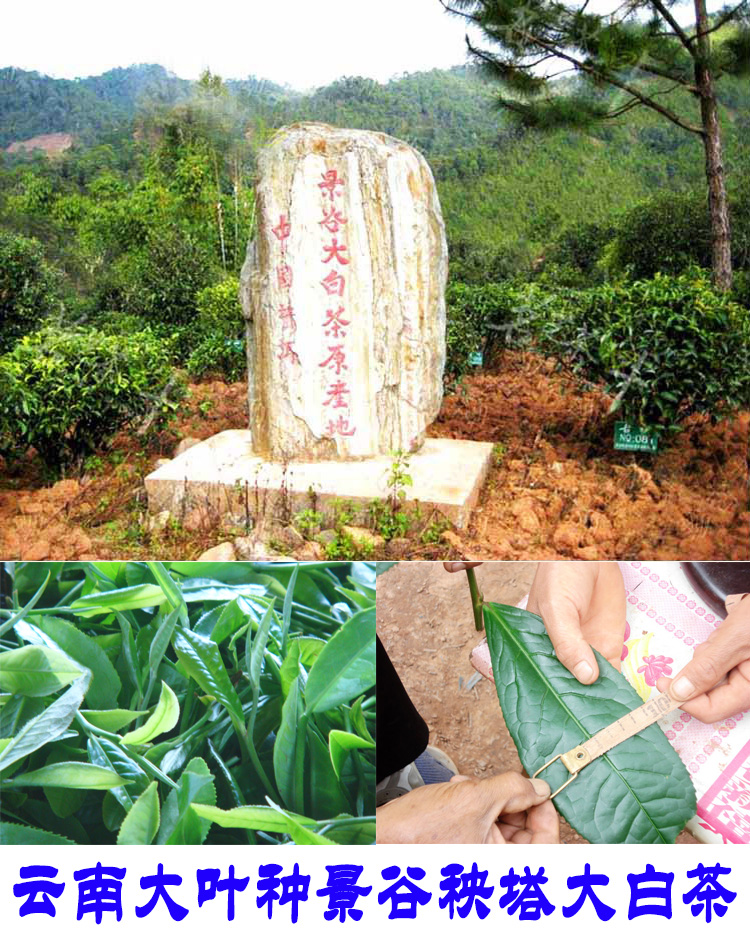 2022年景谷秧塔古樹春茶口感是什么？