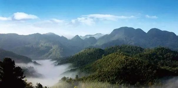 2022年景谷苦竹山古樹(shù)春茶口感？