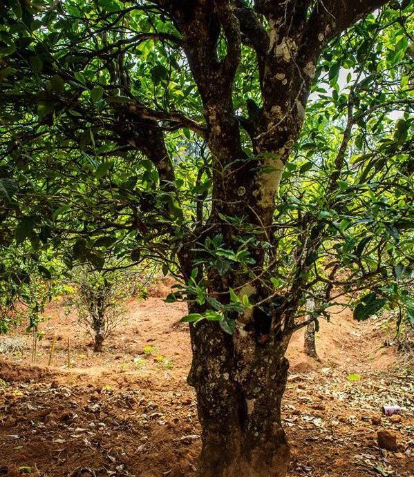 2022年景谷苦竹山古樹(shù)春茶特點(diǎn)是什么？