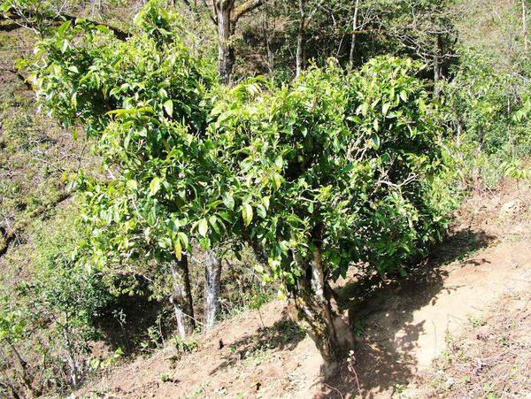 2022年景東御筆古茶山古樹春茶特點？