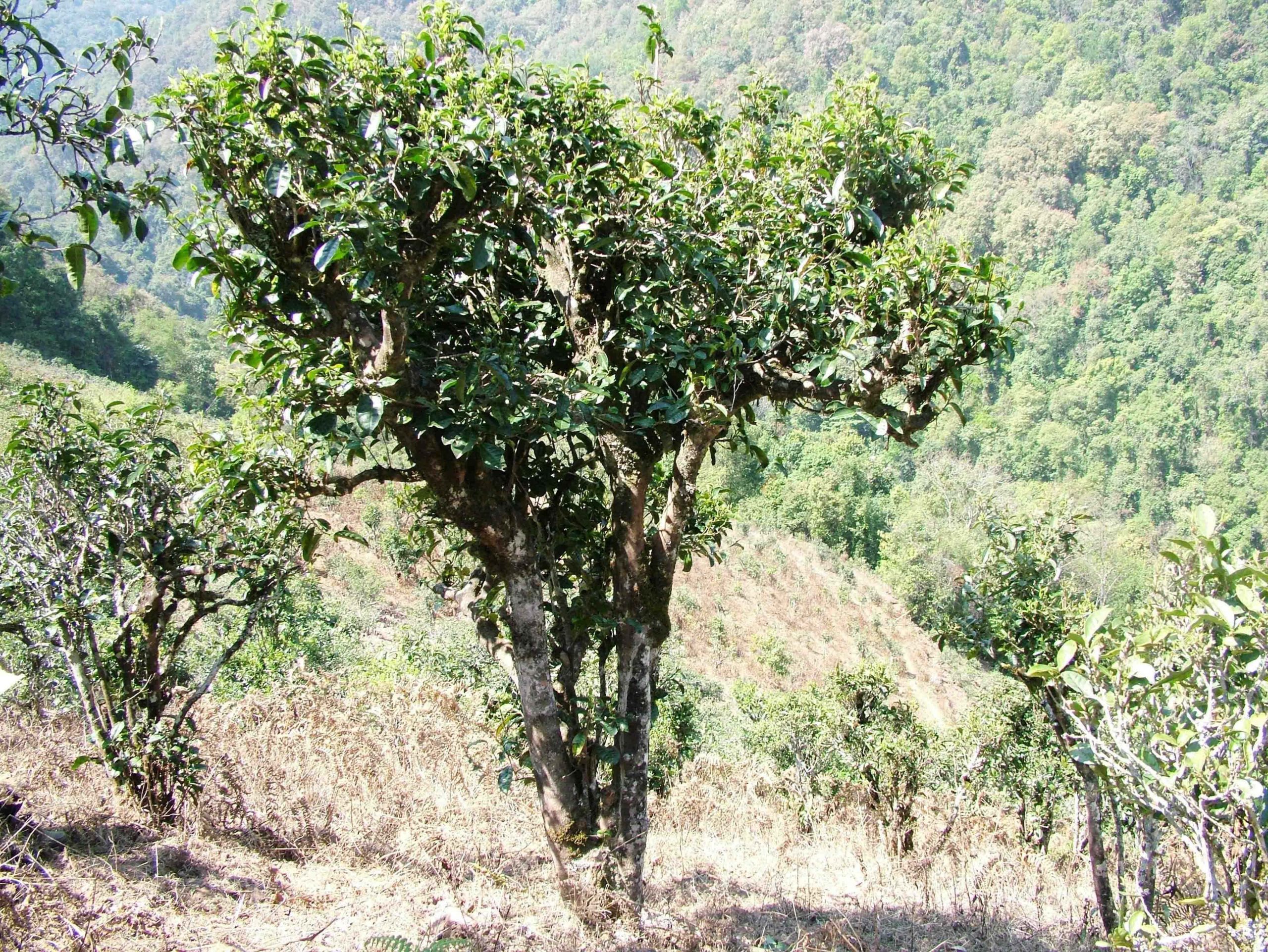 2022年景東御筆古樹(shù)春茶口感是什么？