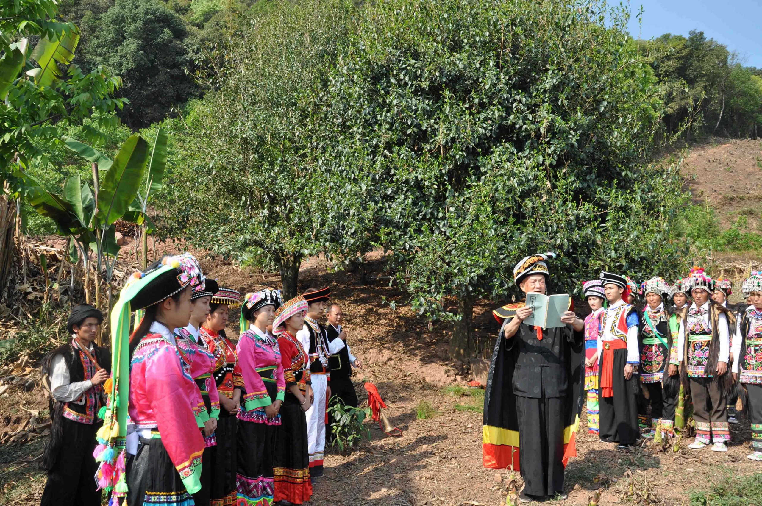 2022年景東御筆古樹(shù)春茶多少錢(qián)一公斤？