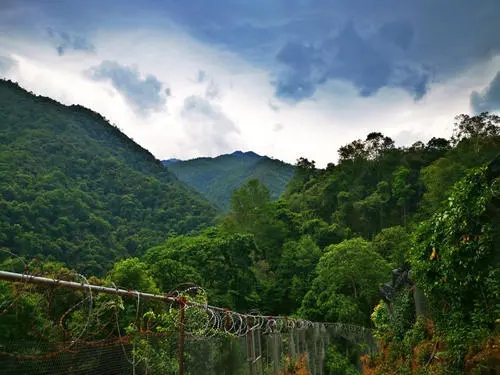 2022年景東御筆古樹春茶價(jià)格多少？