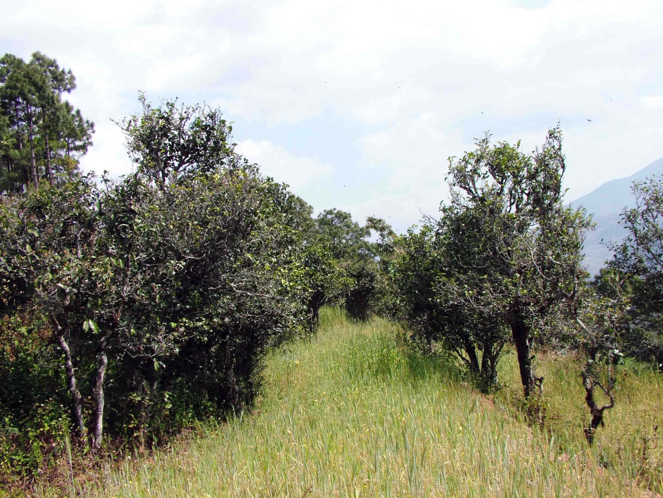 2022年景東老倉福德古樹春茶口感特點？