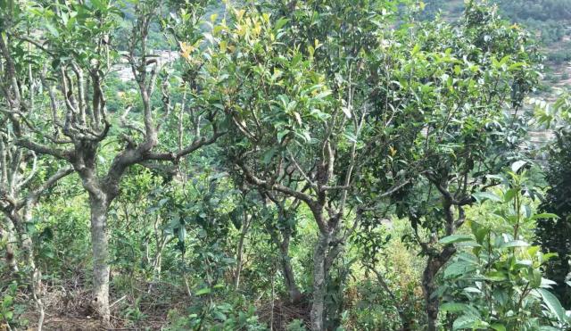 2022年景東金鼎古樹(shù)春茶口感特點(diǎn)？