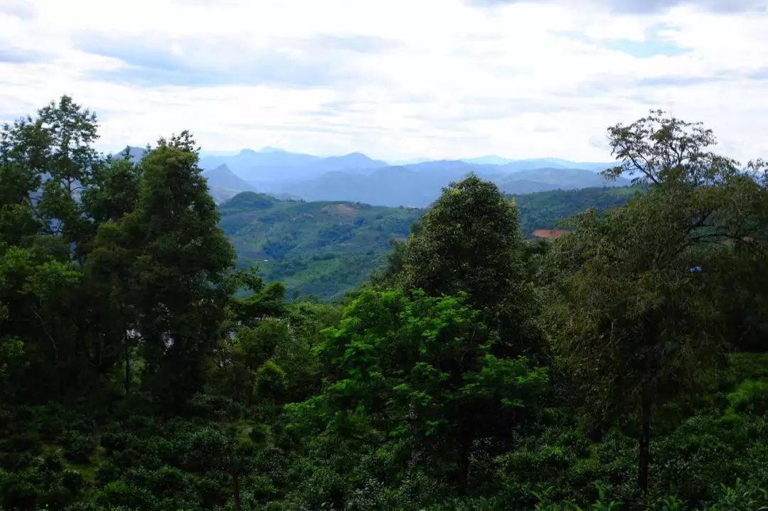 2022年景東祭茶祖 迎春茶，古樹春茶多少錢一公斤？