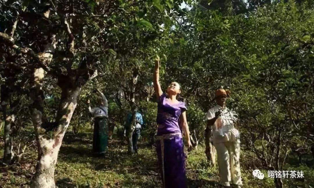 2022年鎮(zhèn)沅爺號大爺馬鄧古樹春茶特點(diǎn)？