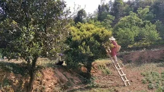 2022年鎮(zhèn)沅馬鄧古樹春茶口感是什么？