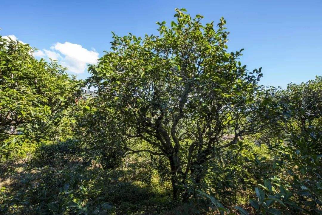 2022年鎮(zhèn)沅老海塘古樹春茶口感？