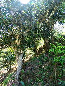 2022年鎮(zhèn)沅老海塘古樹(shù)春茶半山云霧半山茶