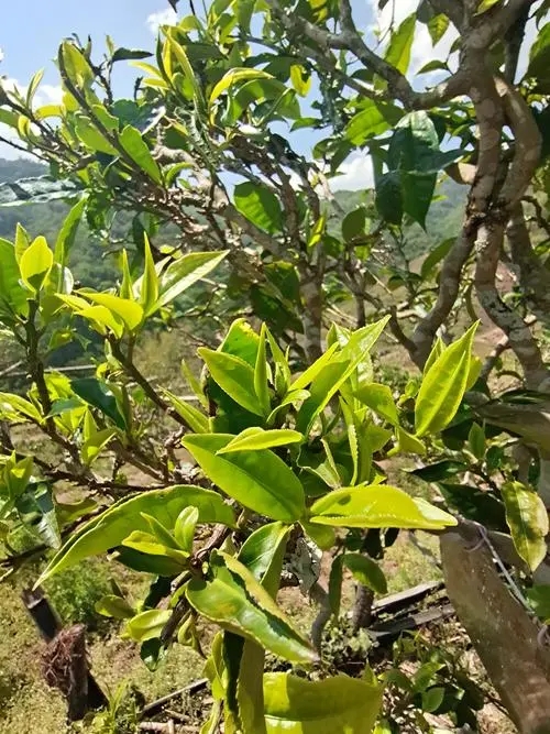 2022年鎮(zhèn)沅砍盆箐古樹春茶特點？