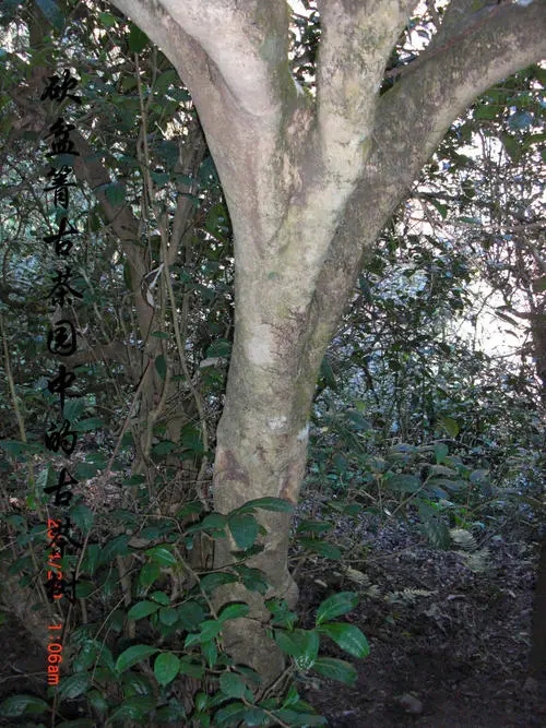 2022年鎮(zhèn)沅砍盆箐古樹春茶多少錢一公斤？