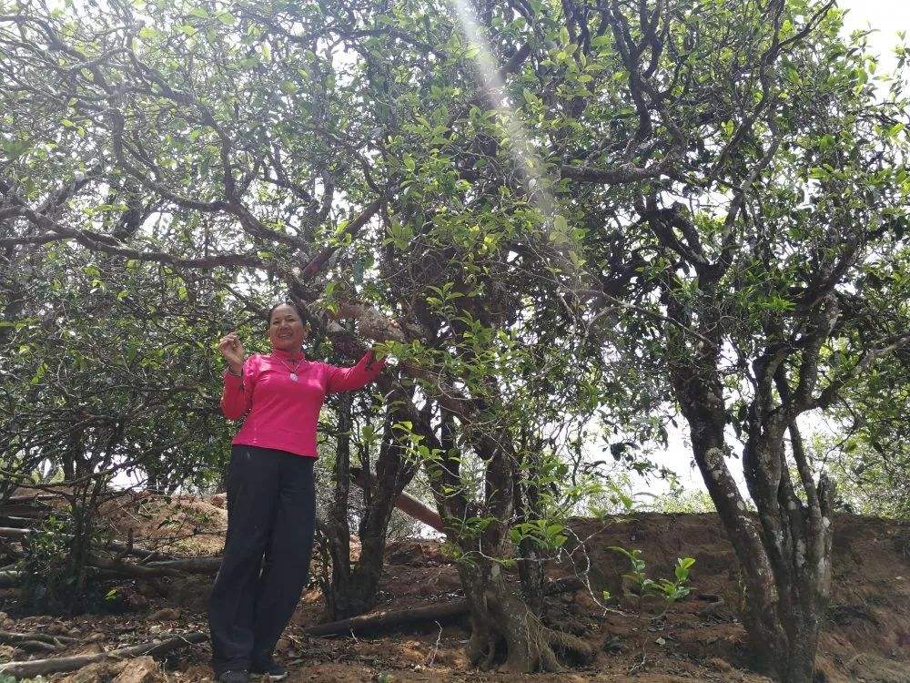 2022年鎮(zhèn)沅打筍山古樹春茶特點(diǎn)？