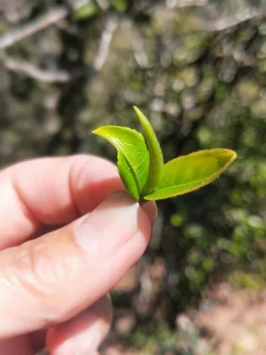 2022年野性十足的鎮(zhèn)沅打筍山古樹(shù)春茶！