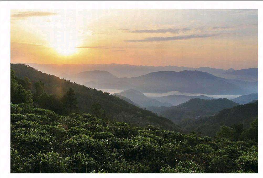 2022年鎮(zhèn)沅老烏山古樹春茶口感？