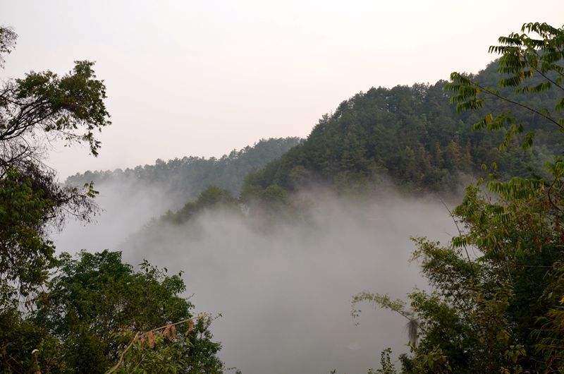 2022年鎮(zhèn)沅老烏山古樹春茶多少錢一公斤？