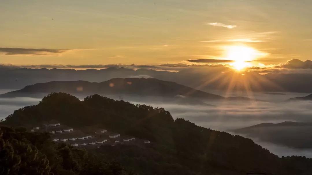 2022年別樣的味道，鎮(zhèn)沅老烏山古樹春茶