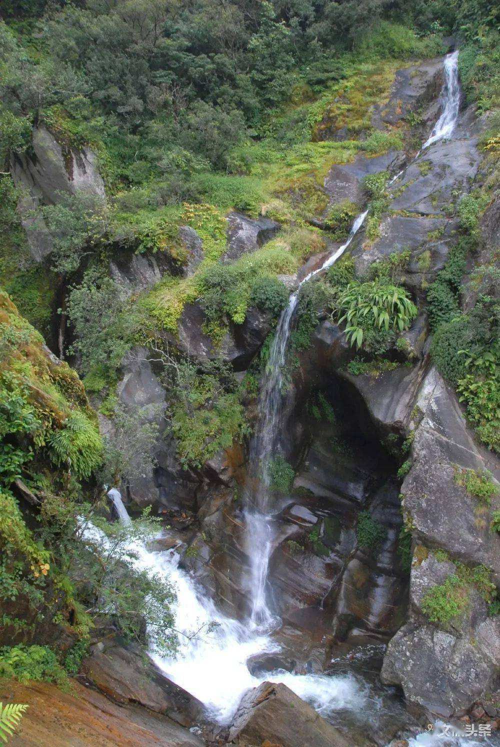 2022年鎮(zhèn)沅千家寨古樹春茶特點？