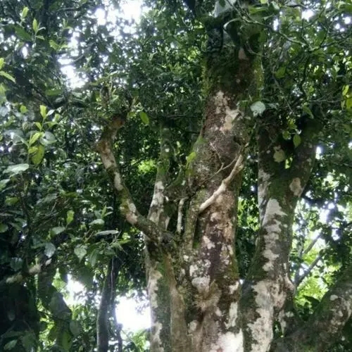 2022年鎮(zhèn)沅千家寨古樹(shù)春茶口感？