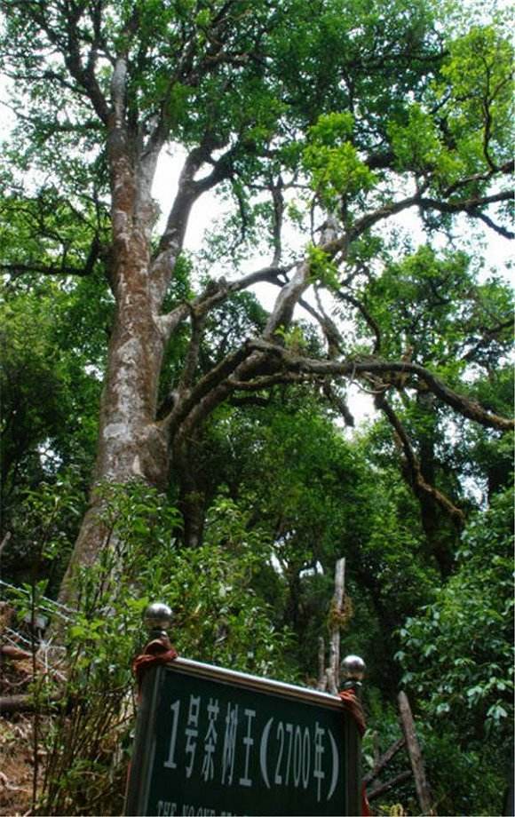 2022年鎮(zhèn)沅千家寨古樹春茶價(jià)格？