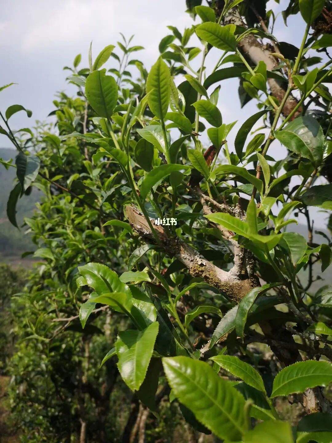 2022年寧洱擺尾箐古樹春茶口感？