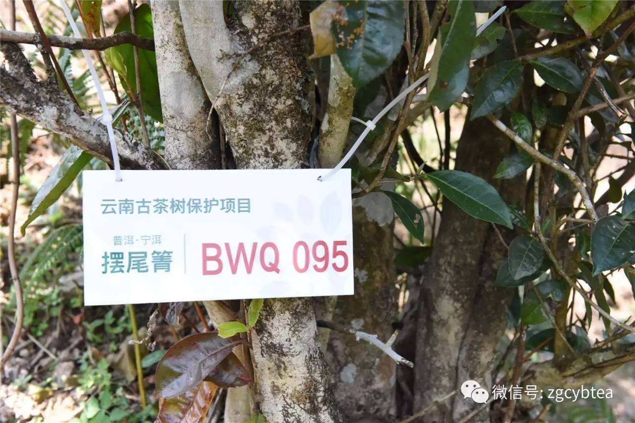 2022寧洱擺尾箐古樹(shù)春茶多少錢(qián)一公斤？