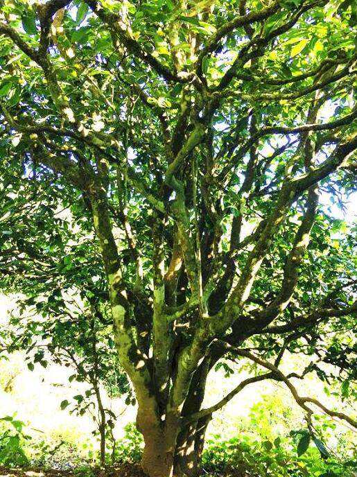 2022年這個(gè)春天，回到家鄉(xiāng)擺尾箐，與家人一起用心制茶！