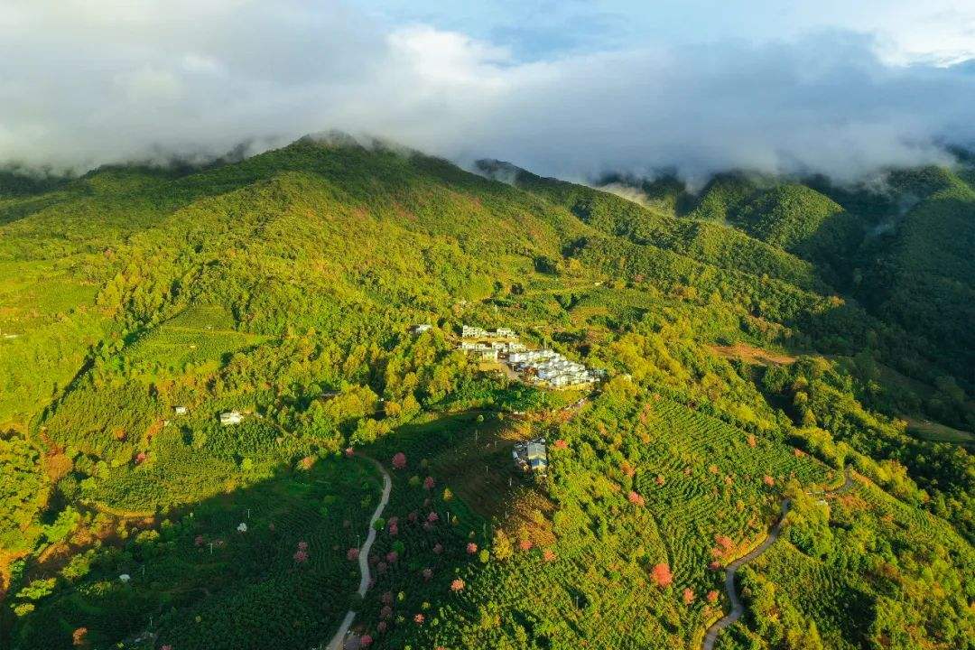 2022年困鹿山古樹(shù)春茶口感是什么？