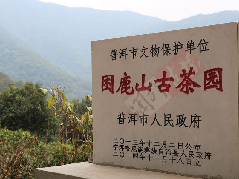 2022年困鹿山古樹(shù)春茶多少錢(qián)一公斤？