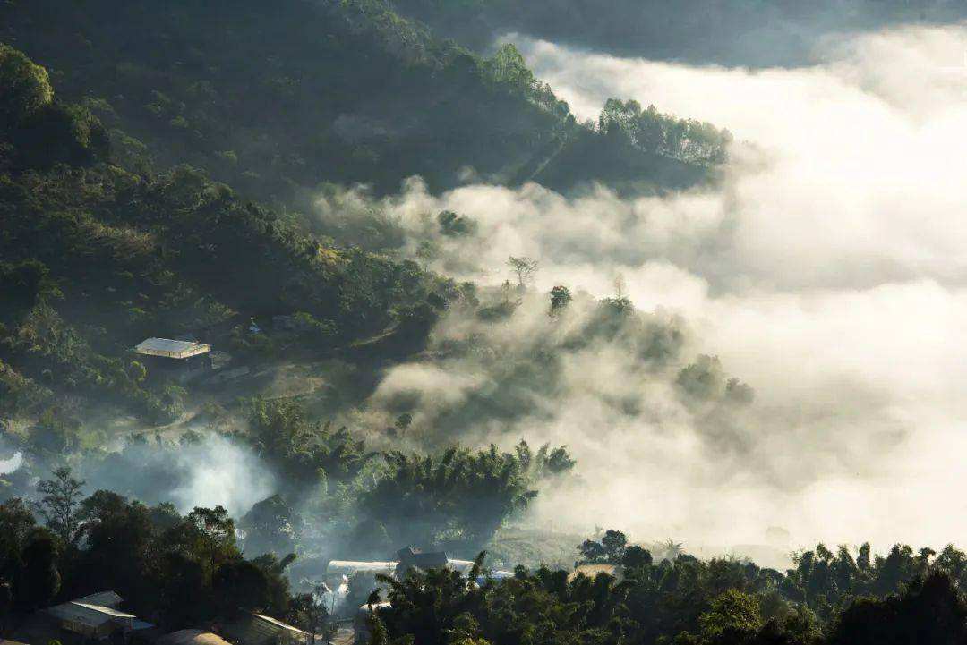 2022景邁山古樹春茶價格？