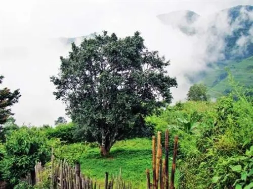 2022年邦威古樹春茶口感是什么？