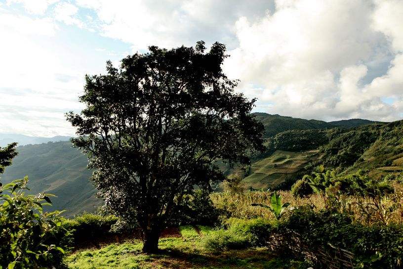 2022年邦崴古樹春茶特點(diǎn)？