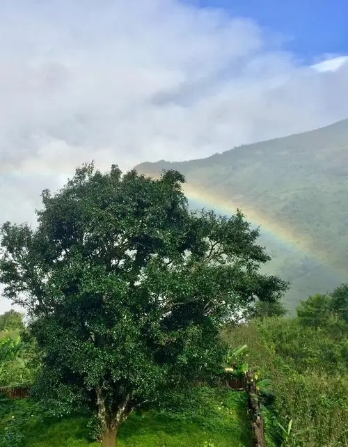 2022 年邦崴古樹春茶價(jià)格多少錢一公斤？