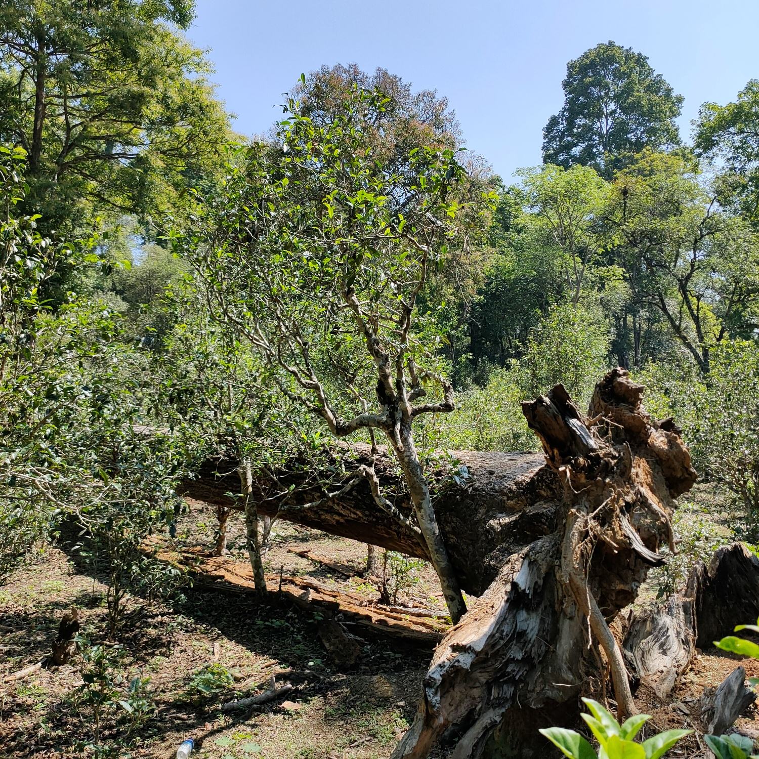 2022麻黑古樹(shù)春茶口感？