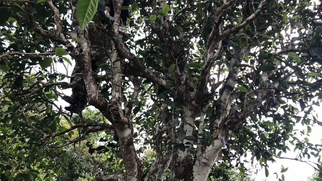 2022年麻黑古樹春茶價格？