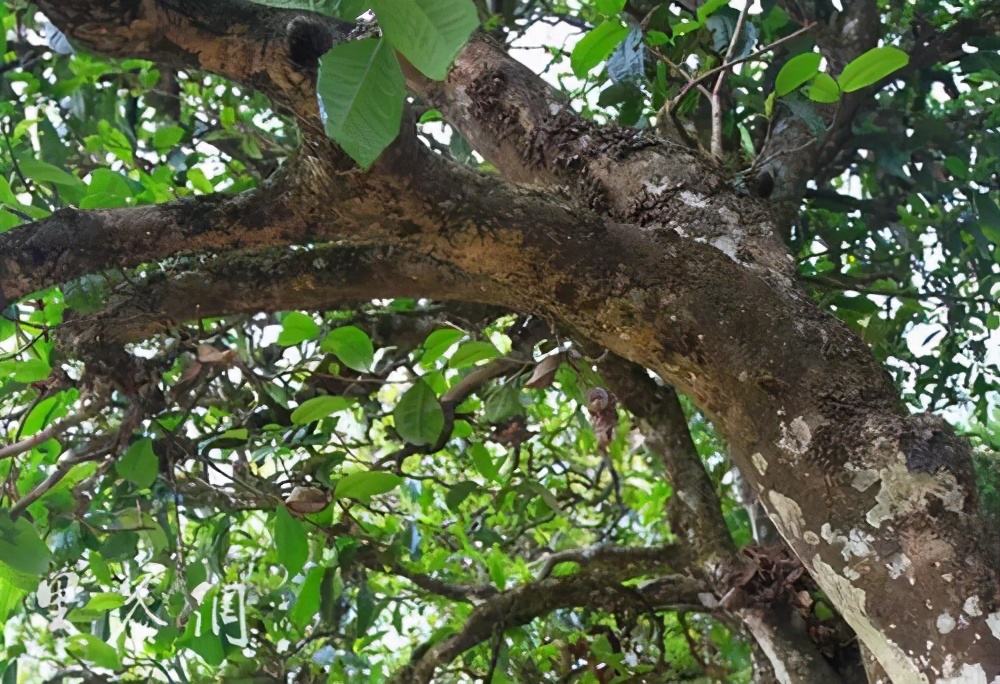 2022年繞開麻黑，你損失的將是半個(gè)易武