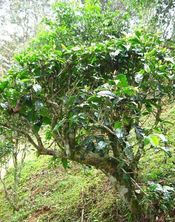 2022年落水洞古樹春茶——盞盛琥珀光，柔甜入人心