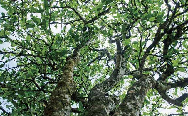 2022年落水洞古樹(shù)春茶多少錢一公斤？